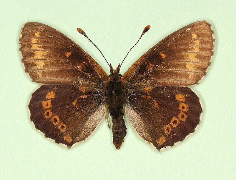Melitaea cinxia female (aberrant form moscaryi) (Internet Image property of respective owner, non-commercial use only)